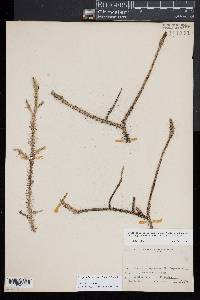Lycopodiella appressa image