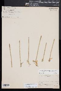 Lycopodiella appressa image