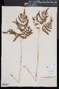 Gymnocarpium dryopteris image