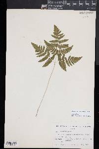 Gymnocarpium dryopteris image