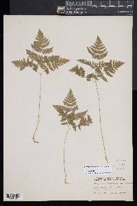 Gymnocarpium dryopteris image