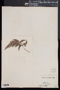 Asplenium adiantum-nigrum image