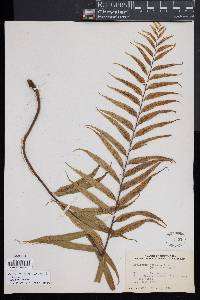 Asplenium serra image
