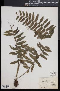 Asplenium alatum image