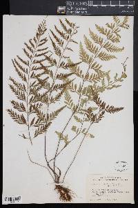 Asplenium auritum image