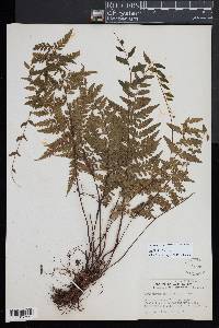 Asplenium cirrhatum image