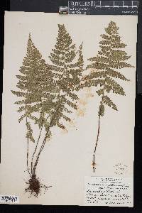 Asplenium cristatum image