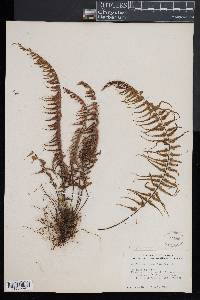 Asplenium dissectum image