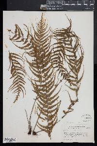 Asplenium dissectum image