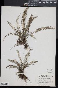 Asplenium formosum image