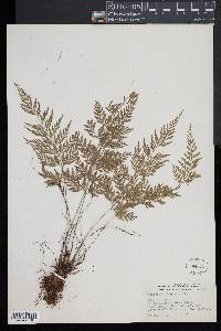Asplenium fragrans image