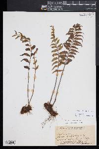 Asplenium horridum image