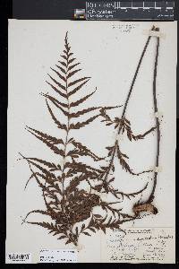 Asplenium horridum image