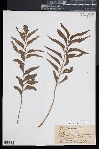 Asplenium kaulfussii image