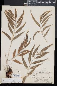 Asplenium kaulfussii image