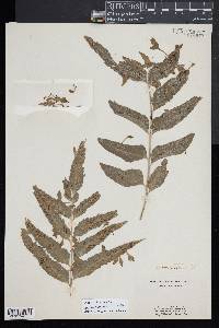 Asplenium kaulfussii image