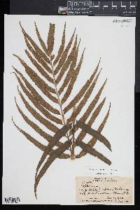 Asplenium kaulfussii image