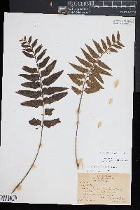 Asplenium lobulatum image