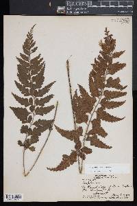 Asplenium lobulatum image