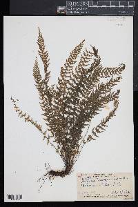 Asplenium macraei image