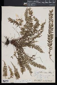 Asplenium macraei image