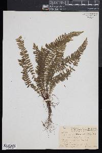 Asplenium macraei image