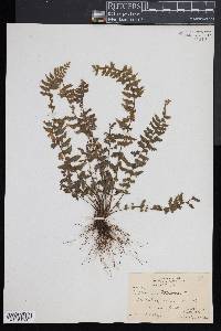 Asplenium macraei image