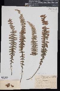 Asplenium macraei image