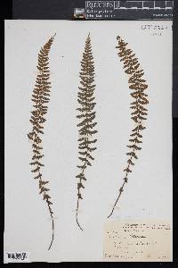 Asplenium macraei image