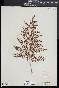 Asplenium nitidum image