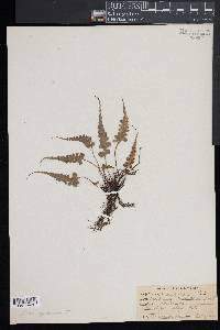 Asplenium pinnatifidum image