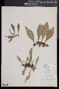 Polytaenium citrifolium image
