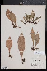 Polytaenium citrifolium image