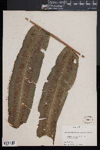 Hemidictyum marginatum image