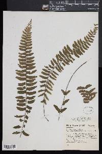 Asplenium potosinum image