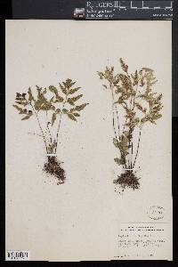 Asplenium pumilum image