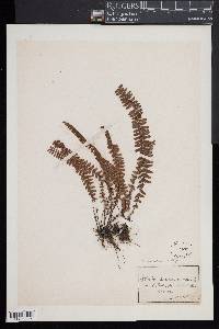 Asplenium resiliens image