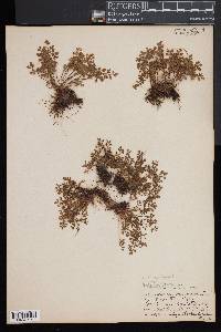 Asplenium ruta-muraria image