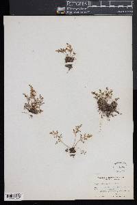 Asplenium ruta-muraria image