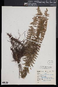 Asplenium sessilifolium image