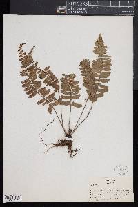 Asplenium tenerum image