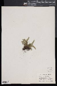 Asplenium viride image