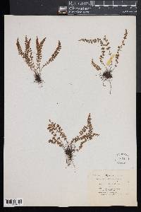 Asplenium viride image