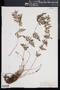 Woodsia appalachiana image