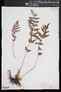 Woodsia appalachiana image