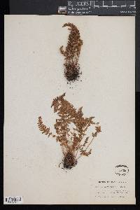 Woodsia ilvensis image