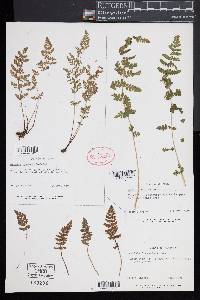 Woodsia ilvensis image