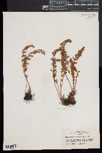 Woodsia ilvensis image