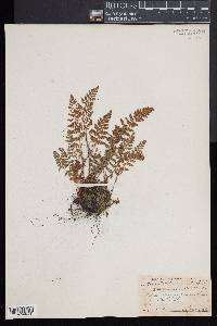 Woodsia ilvensis image