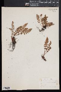 Woodsia ilvensis image